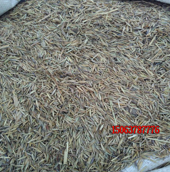 影響草坪種子質量的主要因素是什么？