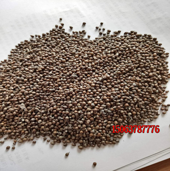什么草坪種子適合種在樓頂種植？