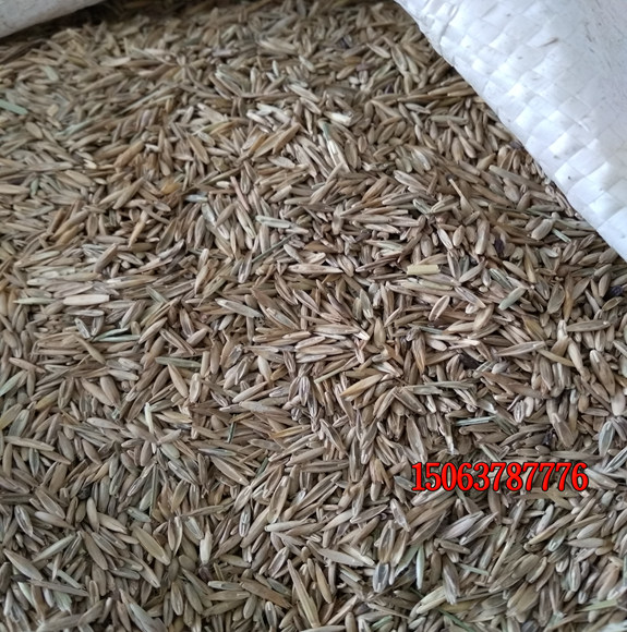 怎樣購買草籽？