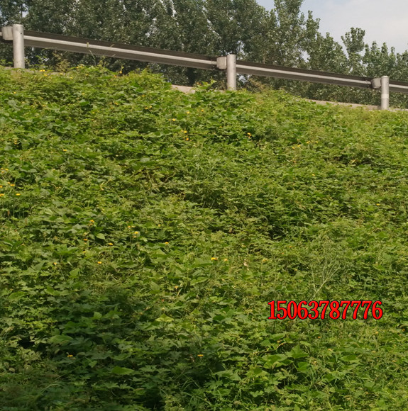草坪發黃怎么處理？