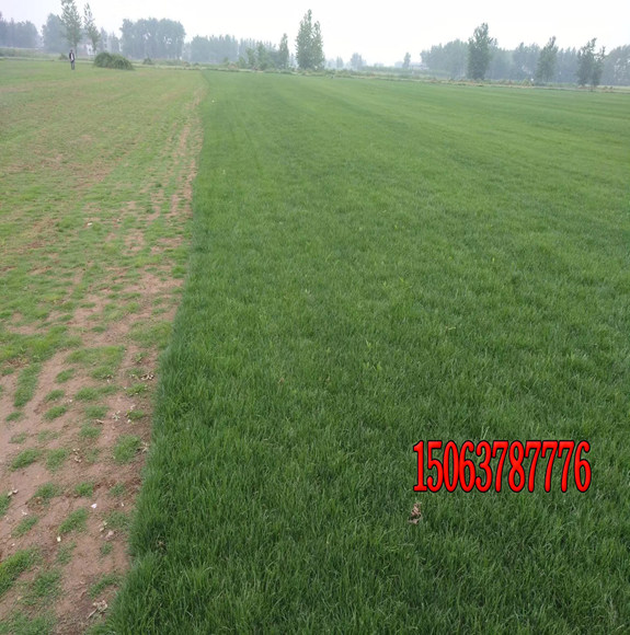 北方種植哪些草坪耐寒又好看?