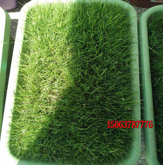 草種出芽后怎么管理？
