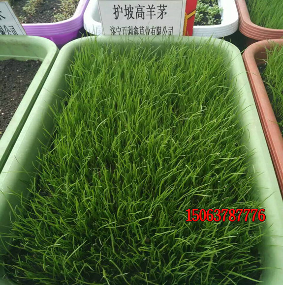 草種出芽后怎么管理？