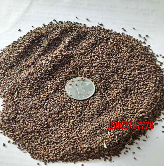 草坪種子能用水泡嗎？