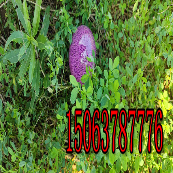 西寧紫花苜蓿草籽基地