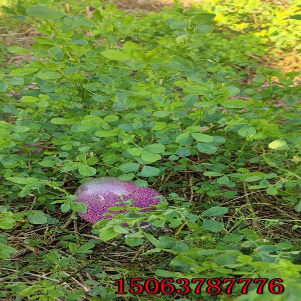 西寧紫花苜蓿草籽基地