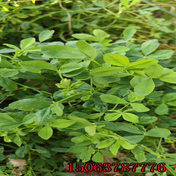 西寧紫花苜蓿草籽基地