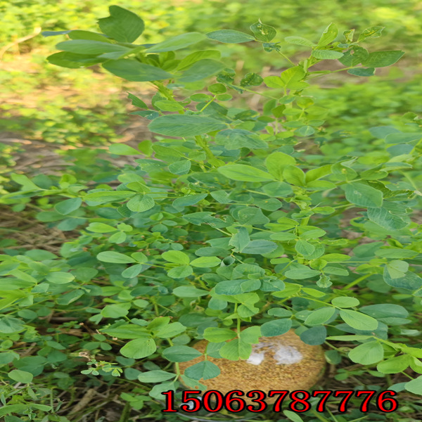 定西紫花苜蓿草籽價格