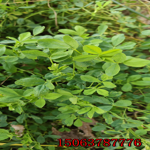 靖宇縣哪有賣苜蓿草籽的