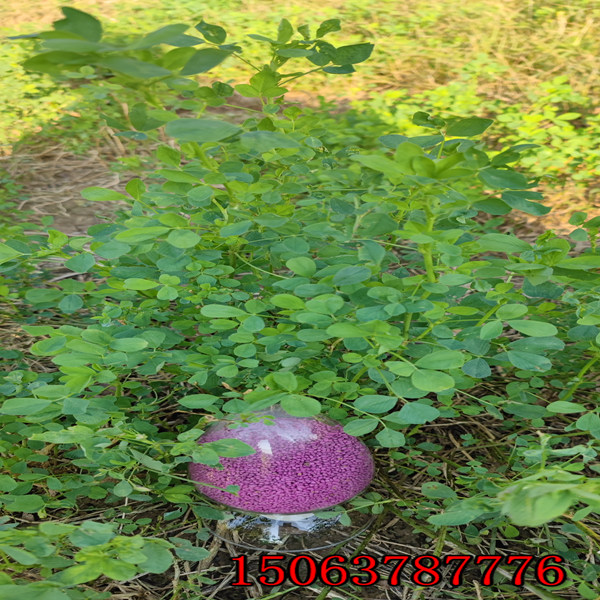 苜蓿草草籽怎么種