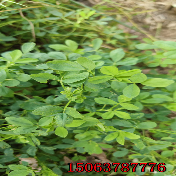 紫花苜蓿草籽哪個貴