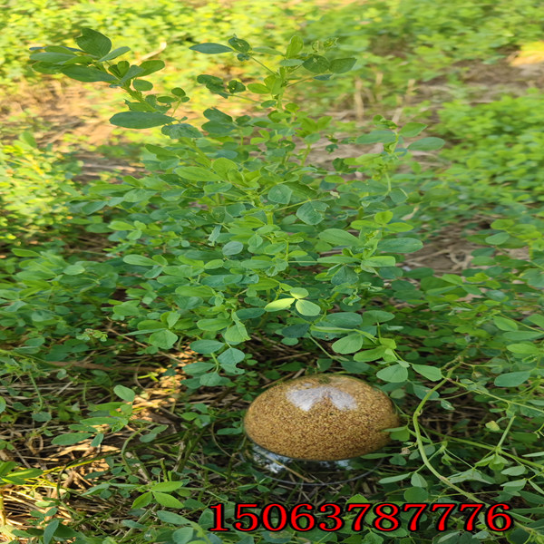 西藏紫花苜蓿草籽供應商