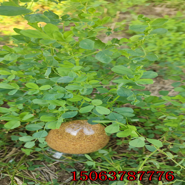 赤峰市苜蓿草籽銷售種子門市