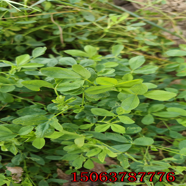赤峰市苜蓿草籽銷售種子門市