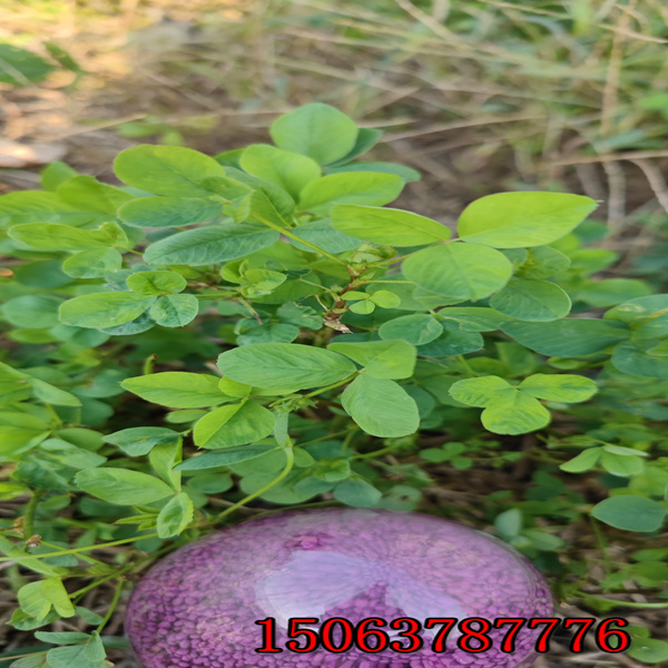 白山市哪有苜蓿草籽可以賣