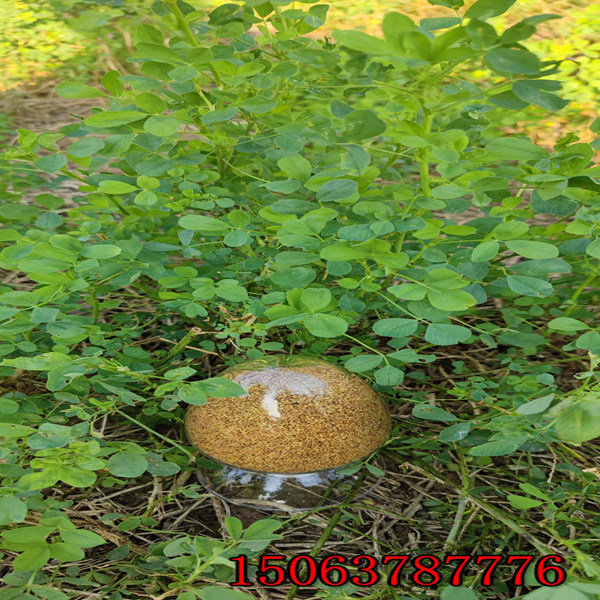 白山市哪有苜蓿草籽可以賣