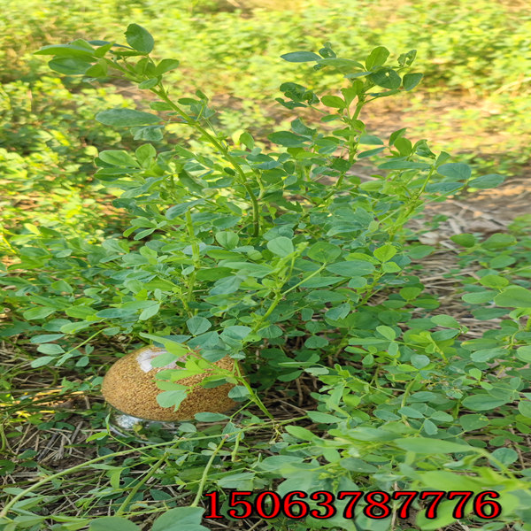 甘肅紫花苜蓿草籽定價