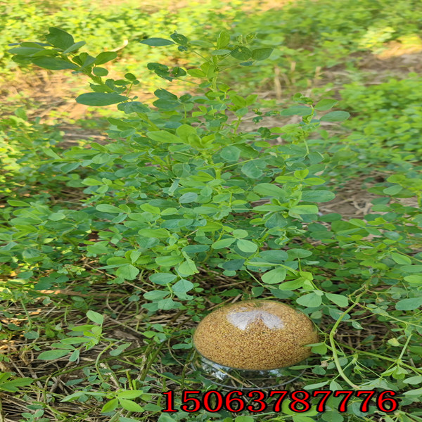 甘肅紫花苜蓿草籽定價