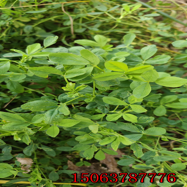 西安苜蓿草籽批發
