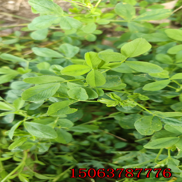哪里賣苜蓿草籽種