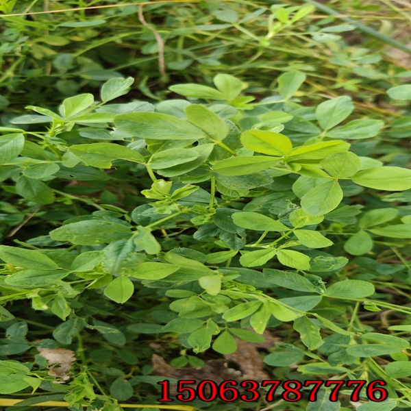 紫花苜蓿草籽怎么樣