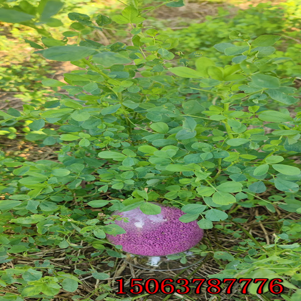 黃花苜蓿草籽多少錢一斤
