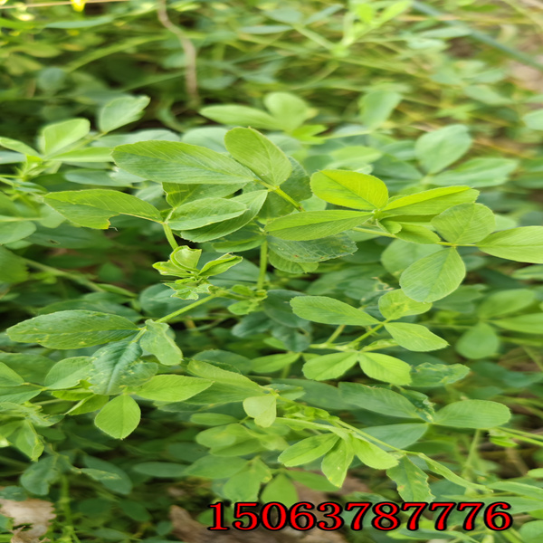 國產苜蓿草籽