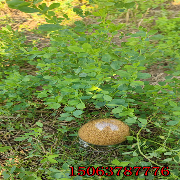撒播苜蓿草籽多少錢一平方