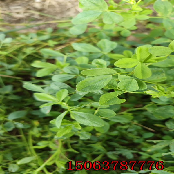 紫花苜蓿草石家莊哪里有賣