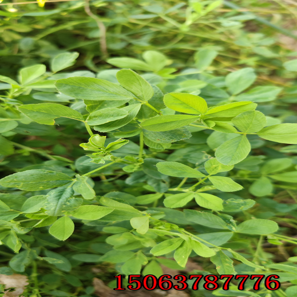 西藏紫花苜蓿草籽多少錢一噸