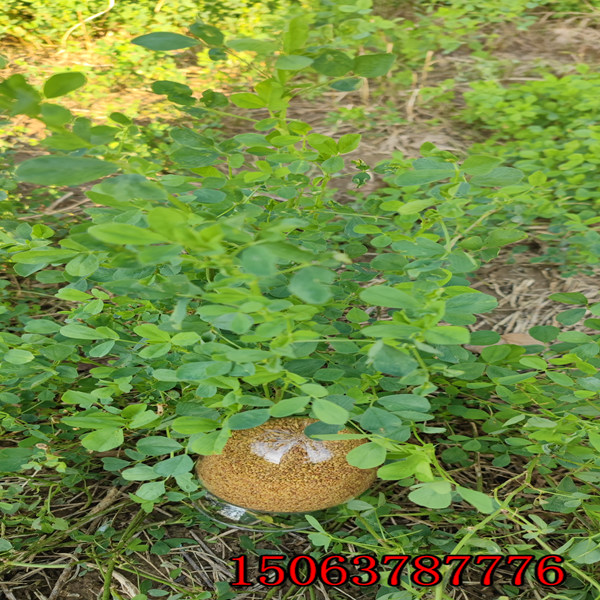 五葉苜蓿草籽