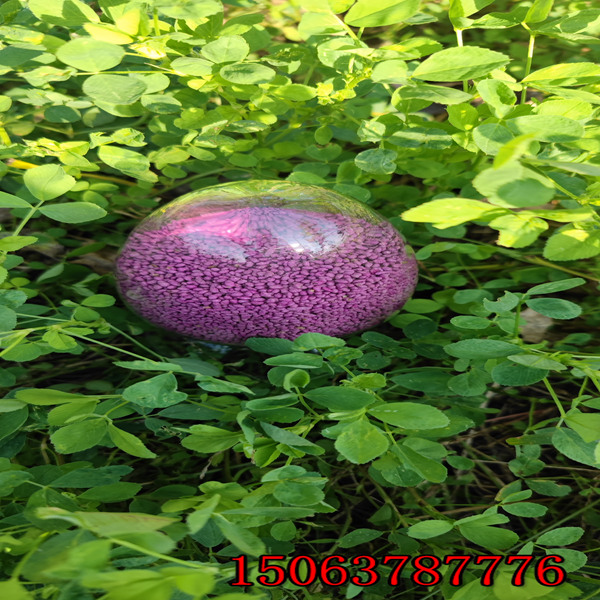 苜蓿草籽播種方法