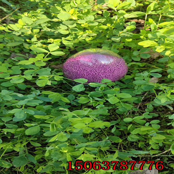 苜蓿草籽播種方法