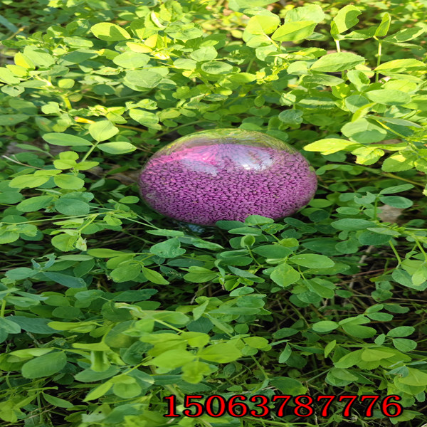 苜蓿草籽播種方法