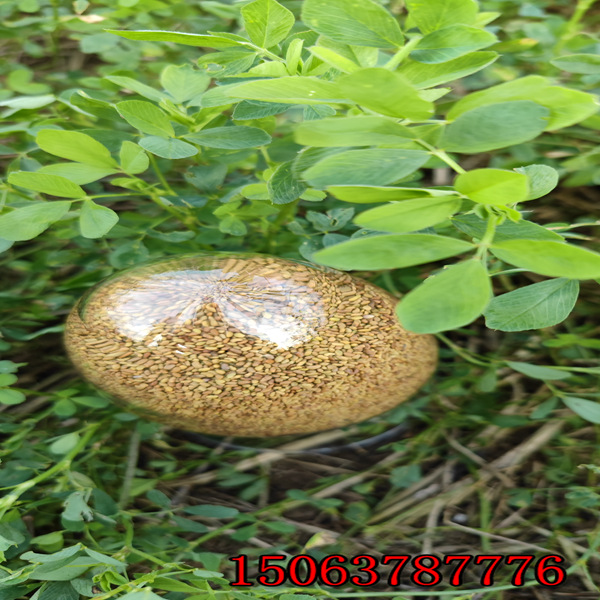 苜蓿草籽哪里能買到