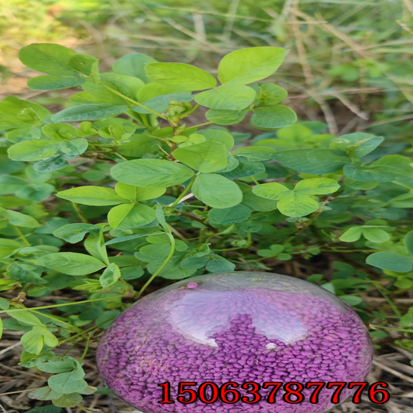 通遼有賣苜蓿草籽的嗎