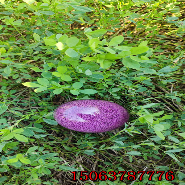 哪里能買到紫花苜蓿草籽