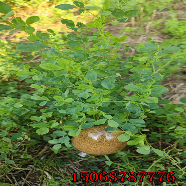 哪里能買到紫花苜蓿草籽
