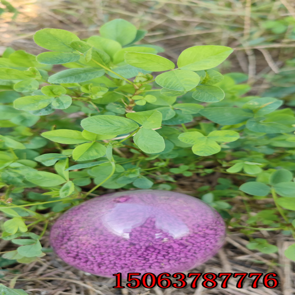 靖宇縣哪里有出售苜蓿草籽