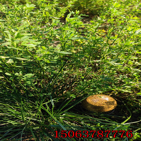 浙江紫花苜蓿草籽多少錢一斤