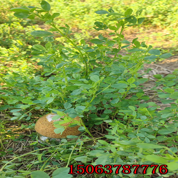 敖漢苜蓿草籽