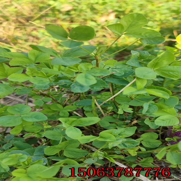 俄羅斯 苜蓿草籽