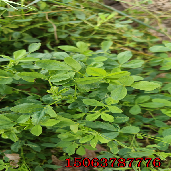 俄羅斯 苜蓿草籽