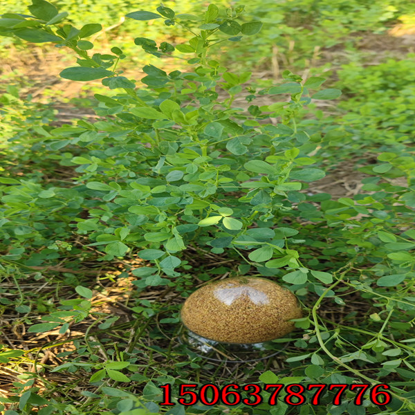 呼和浩特有苜蓿草籽嗎