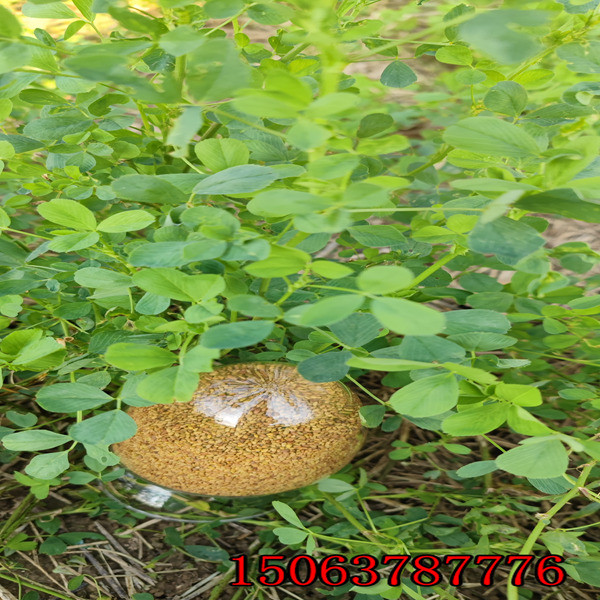 牧場可以直接撒苜蓿草籽嗎
