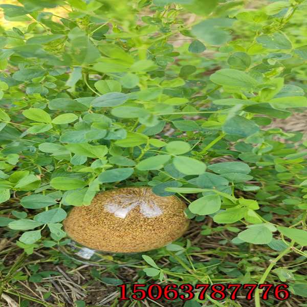 銅川賣苜蓿草籽