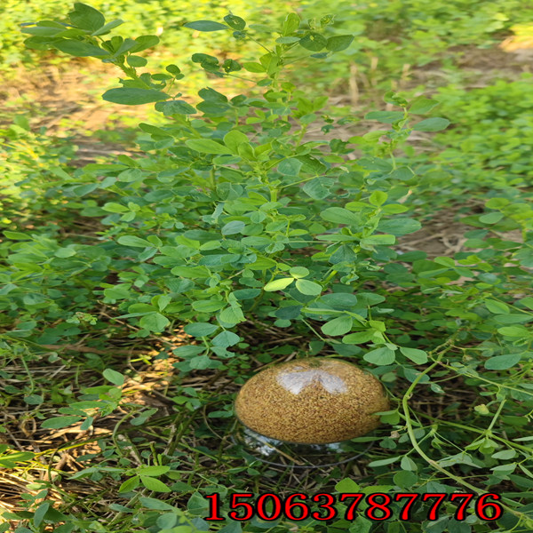 一畝地要多少苜蓿草籽