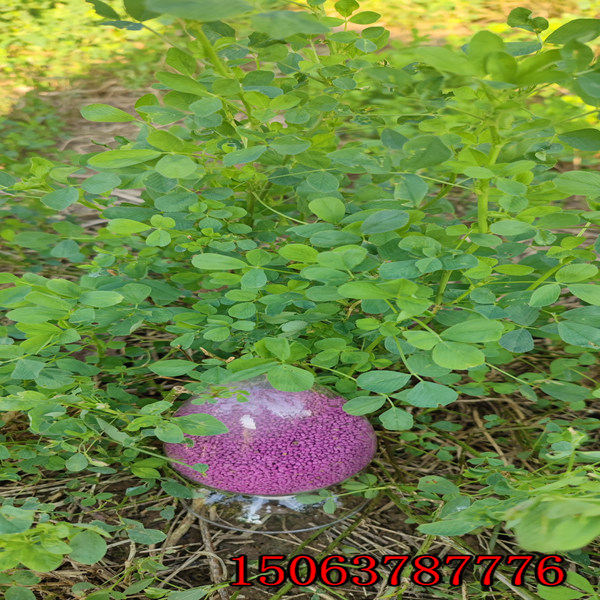 苜蓿草籽幾月種