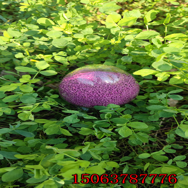 苜蓿草籽去哪買