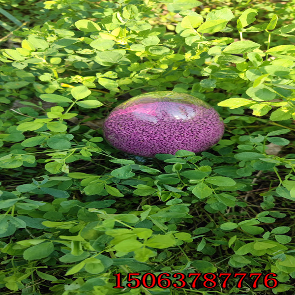 苜蓿草籽去哪買